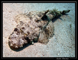 Poisson crocodile à Dahab by André Bruchez 